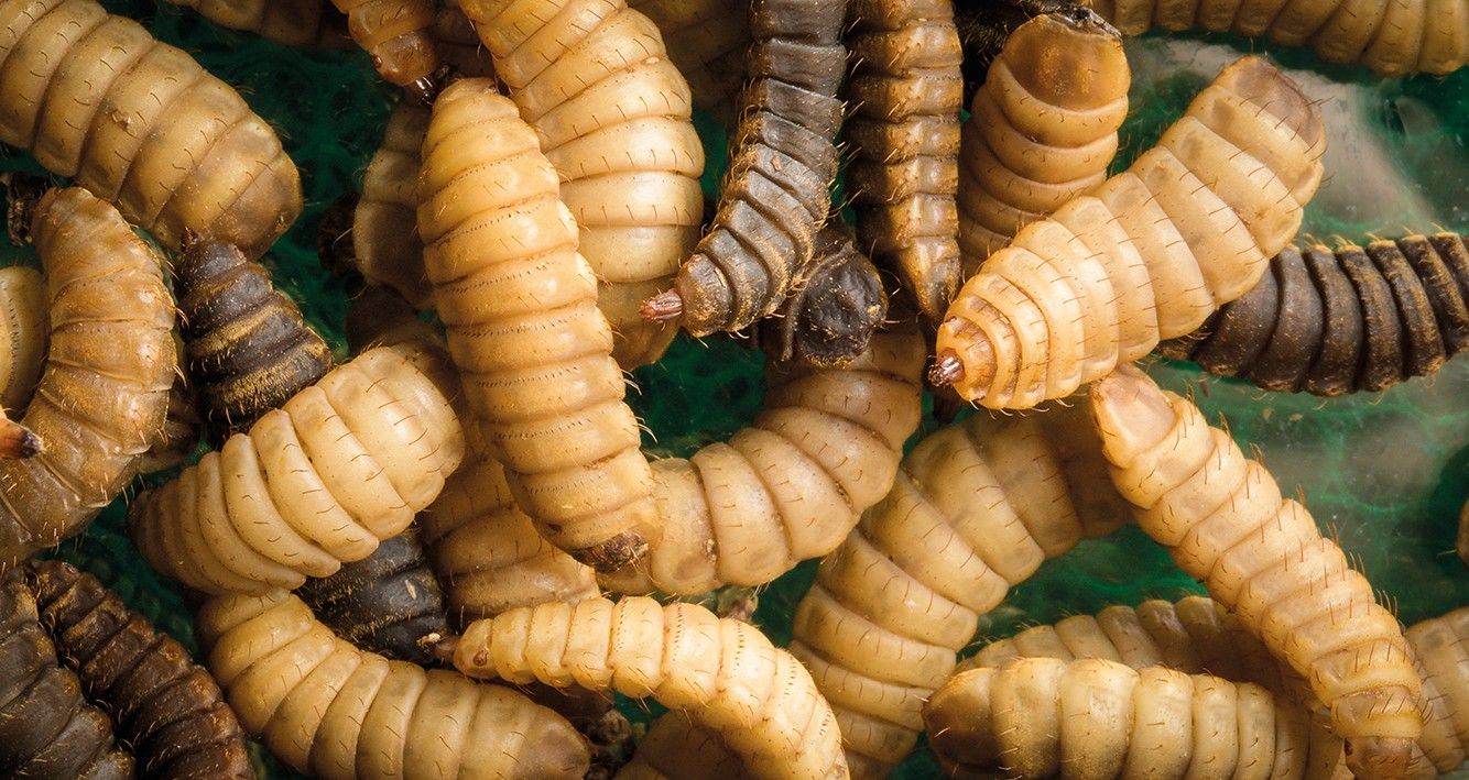 BeetleJuice 500ml - Image 4